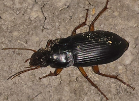 Synuchus impunctatus Synuchus impunctatus